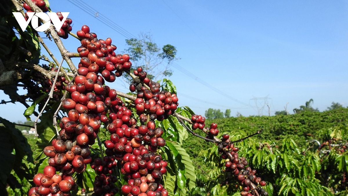 Coffee exports raked in US$2 billion in first half